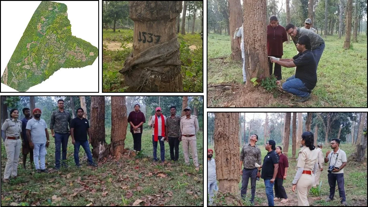 3,500 से ज्यादा पेड़ों को बचाने की जंग! करका के जंगल में ‘ट्री सर्जरी’ शुरू, कर्नाटक से पहुंचे ट्री डॉक्टर विजय निशांत