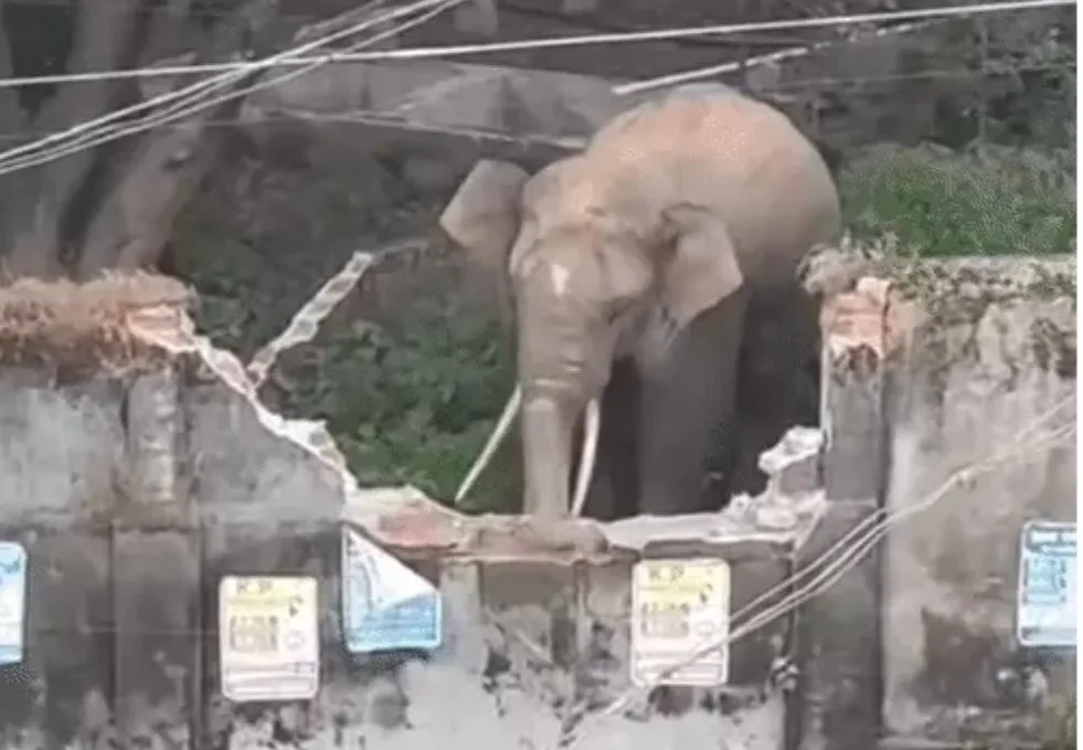 Jashpur Elephant Terror: छत्तीसगढ़ के इस शहर में घुसा दंतैल हाथी, चर्च और अस्पताल की तोड़ी बाउंड्रीवाल, लोगों में मची भगदड़