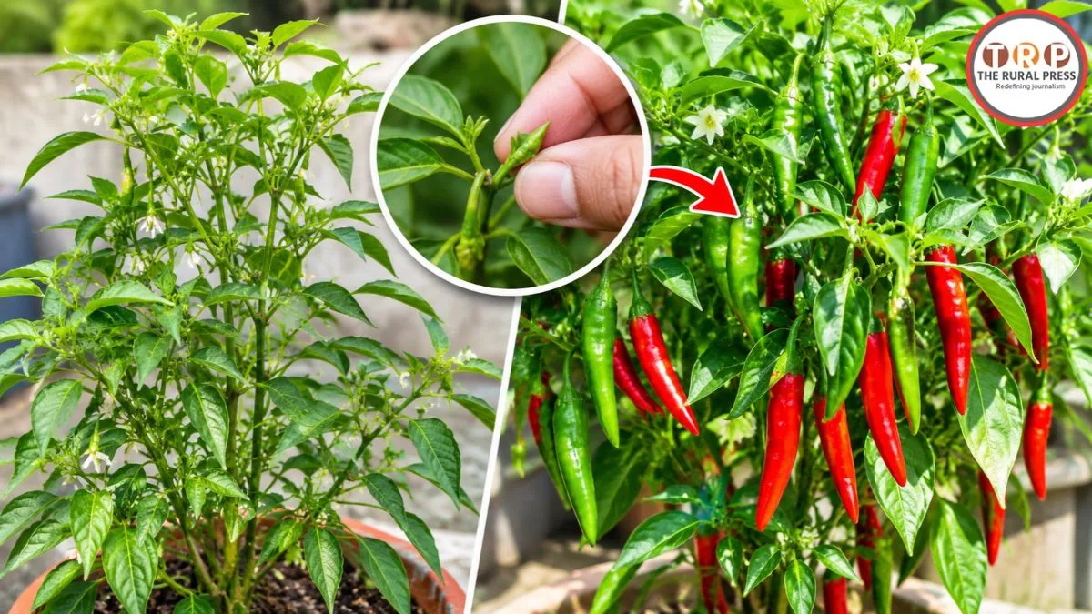 Chilli Plant Care: लंबा तो हो रहा है पर मिर्च नहीं दे रहा पौधा? बस उंगलियों से करें यह छोटा सा काम