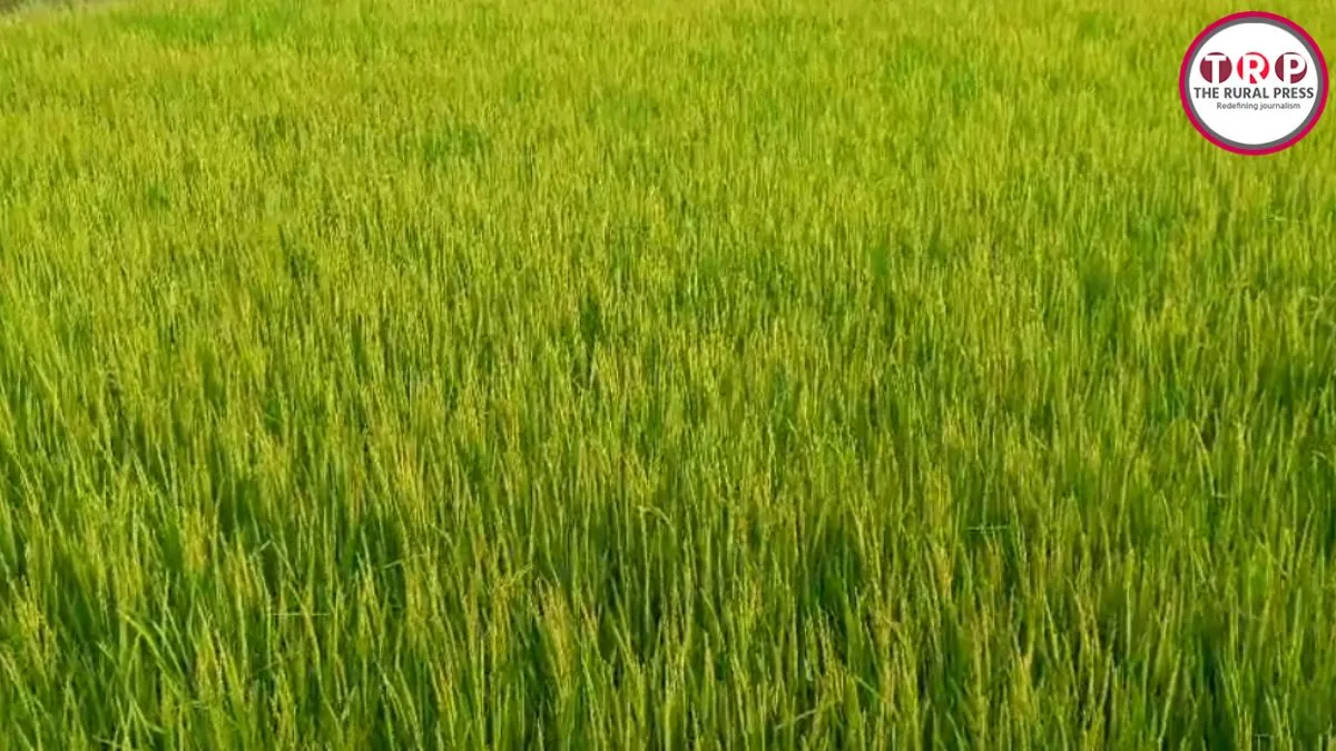 बदलते मौसम से धान की फसल पर बिमारी का साया, समय रहते करें ये काम, नहीं तो फसल हो सकता है बर्बाद!
