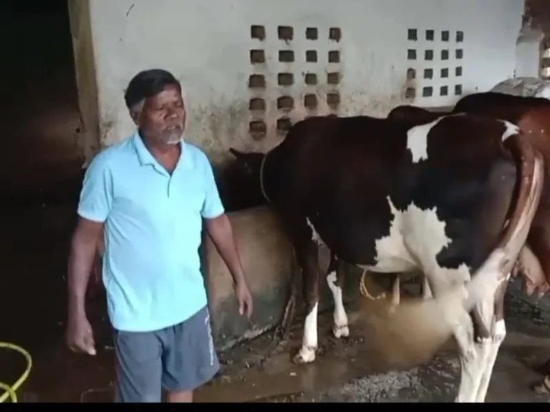 Chhattisgarh farmer with his cattle herd in a rural village
