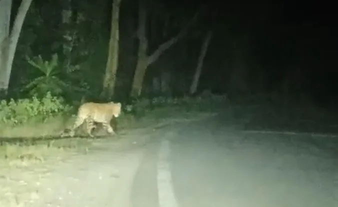 Dhamtari Leopard Attack: धमतरी में तेंदुए का खूनी तांडव, 24 घंटे में 12 ग्रामीणों पर हमला, गर्भवती महिला की मौत से दहशत
