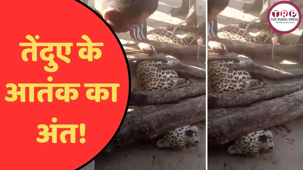 CG News: धमतरी में तेंदुए के आतंक का अंत! ग्रामीणों ने पकड़ा, 19 घायल और 2 की मौत से दहला इलाका