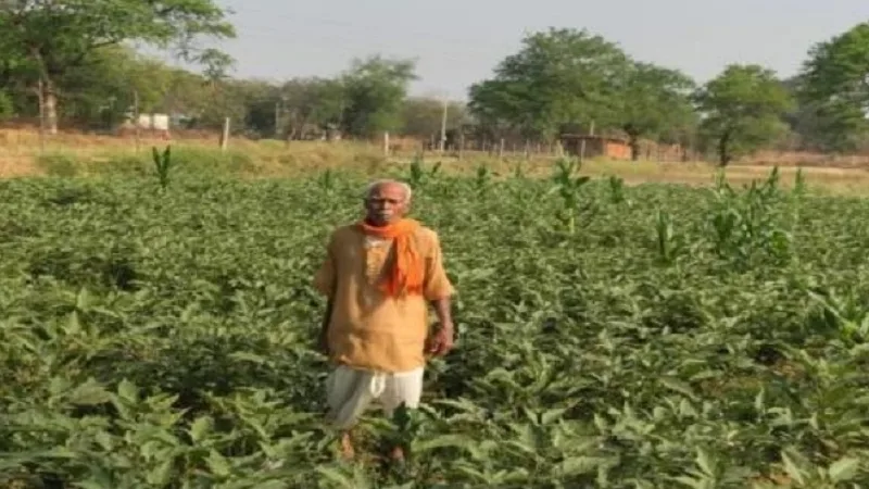 Agriculture News: धान से 35 हजार, ग्राफ्टेड बैंगन से 55 हजार रुपये का मुनाफा; जानिए फागूराम की खेती का तरीका