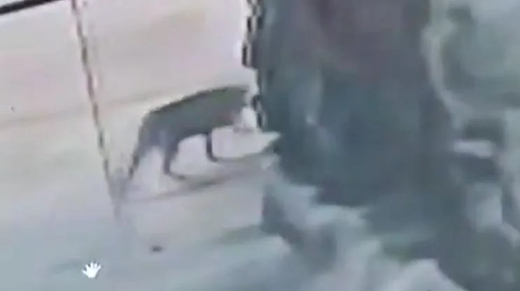 Kawardha Leopard Sighting: घर के आंगन तक पहुंचा खूंखार तेंदुआ! मठपारा के CCTV में कैद हुई दिल दहलाने वाली तस्वीर, 15 दिन में तीसरी बार शहर तक पहुंचा, देखें वीडियो
