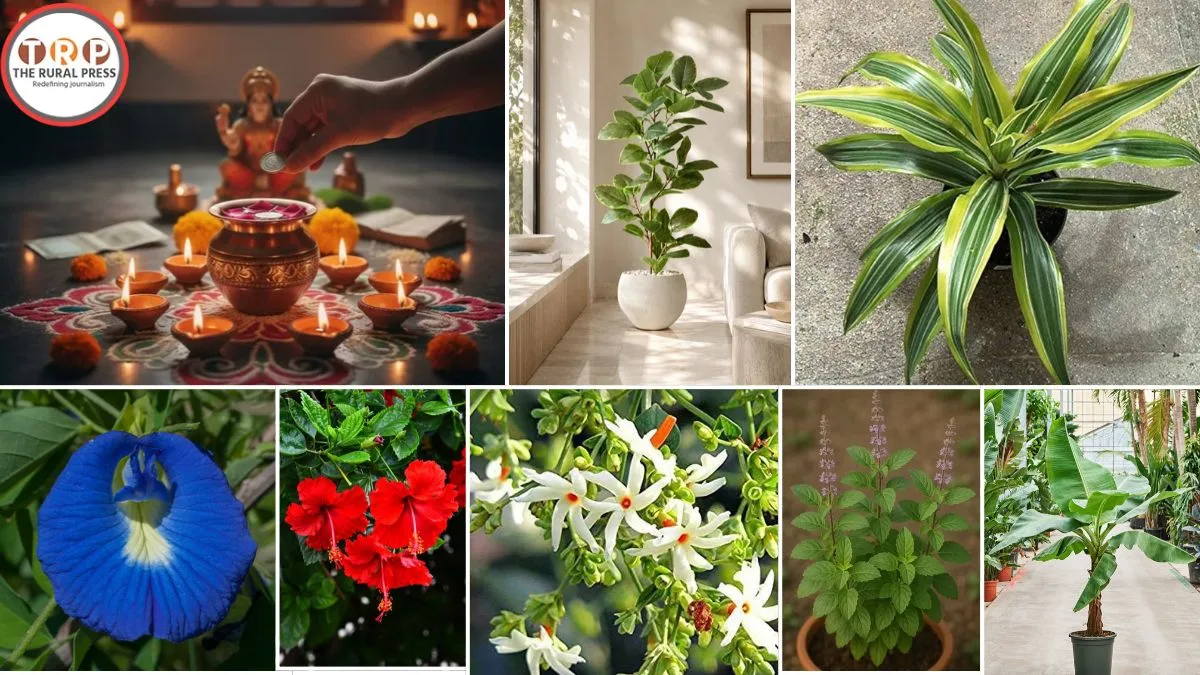 Lucky Plants for Diwali: घर में सुख-समृद्धि के लिए दिवाली पर लगाएं ये पौधे, मां लक्ष्मी होंगी प्रसन्न