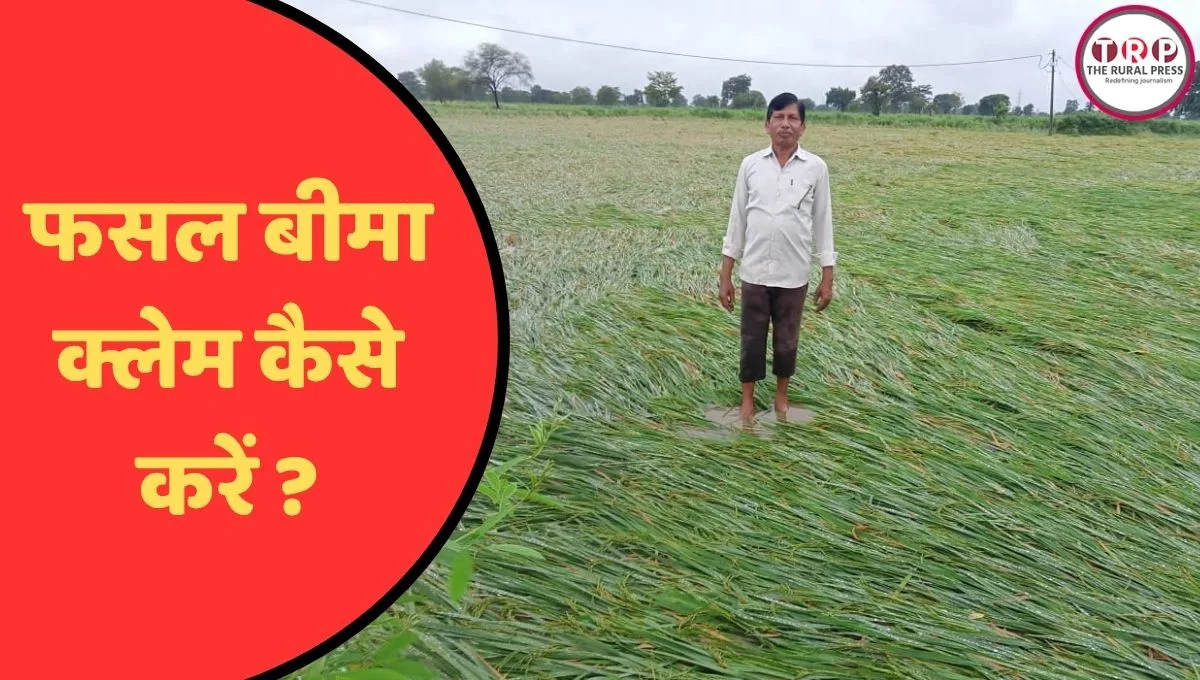छत्तीसगढ़ में बेमौसम बारिश से धान की फसल बर्बाद, अगर आपने भी कराया है बीमा, तो ऐसे करें क्लेम