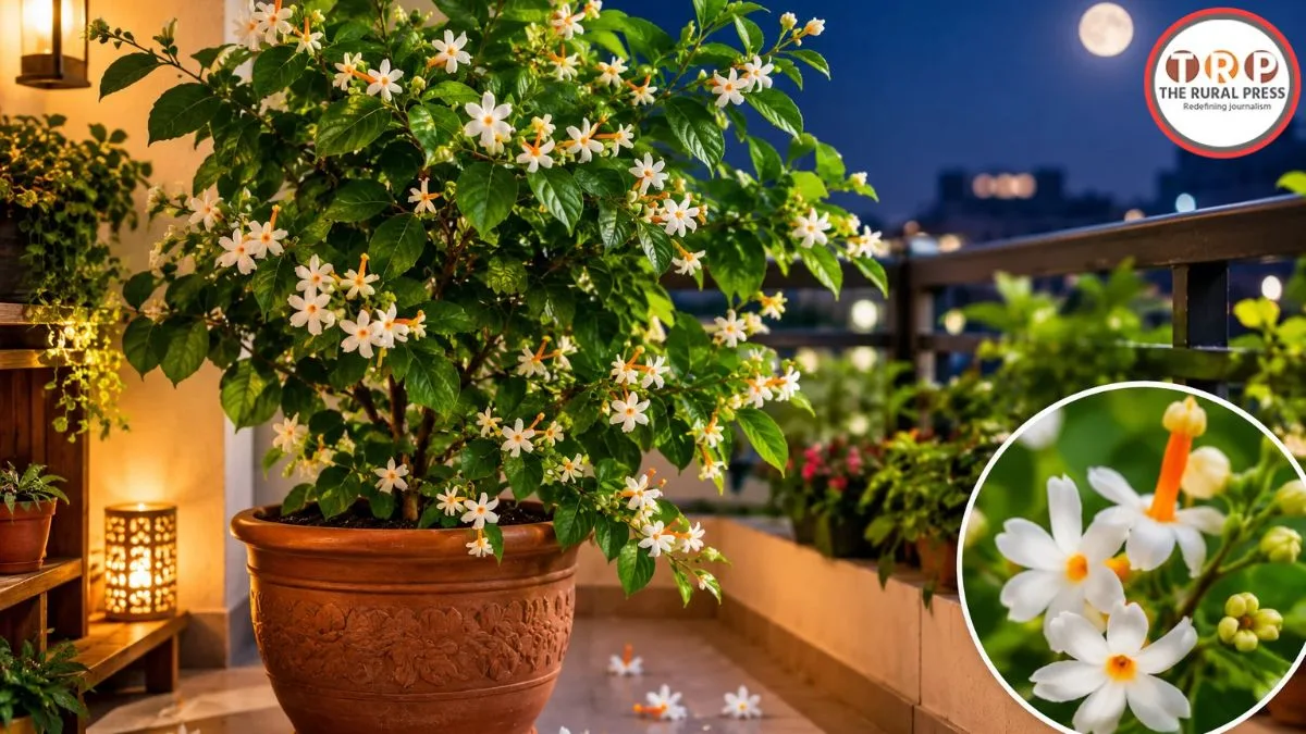 Parijat Plant Care: घर की बालकनी में ऐसे लगाएं पारिजात का पौधा, रात भर महकेगा आपका घर; जानें आसान टिप्स