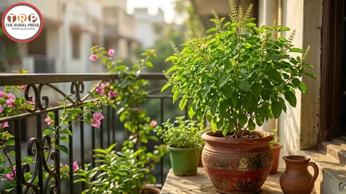 Tulsi Plant Care: तुलसी का पौधा बार-बार सूखने से हैं परेशान? बस करें यह एक छोटा सा काम और देखें कमाल