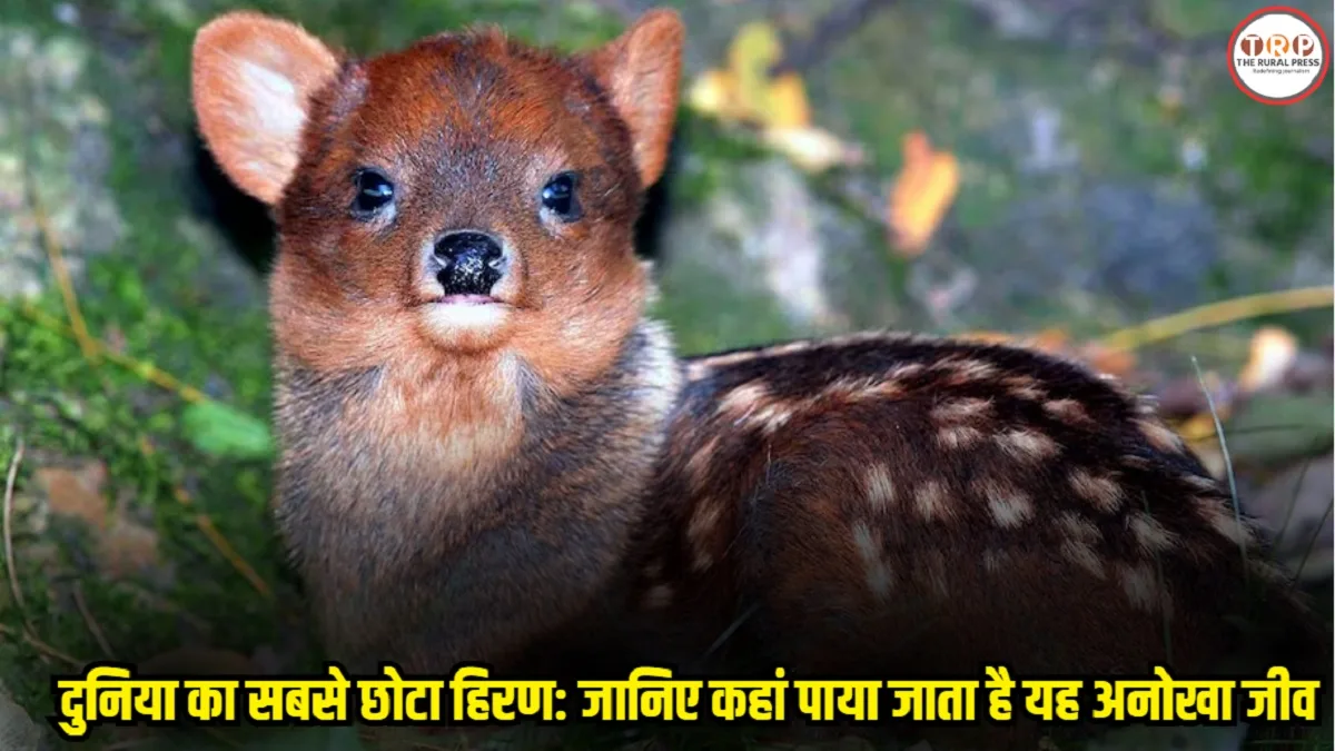 World Smallest Deer Pudu Facts: बिल्ली जितना आकार, कुत्ते जैसी आवाज,जानिए दुनिया के सबसे छोटे हिरण की हैरान करने वाली बातें