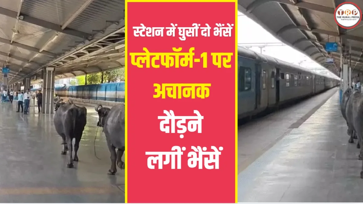 Bhopal News: 450 करोड़ के वर्ल्ड क्लास स्टेशन पर प्लेटफॉर्म-1 पर दौड़ीं भैंसें, जानिए कैसे खुली सुरक्षा की पोल