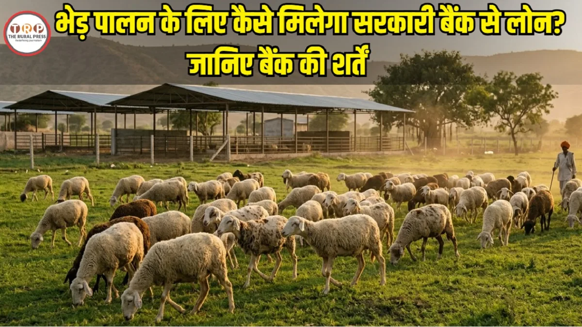Bhed Palan Loan Scheme: भेड़ पालन के लिए बैंक दे रहा 10 लाख तक का लोन, जानिए कौन हैं पात्र और कैसे करें आवेदन!