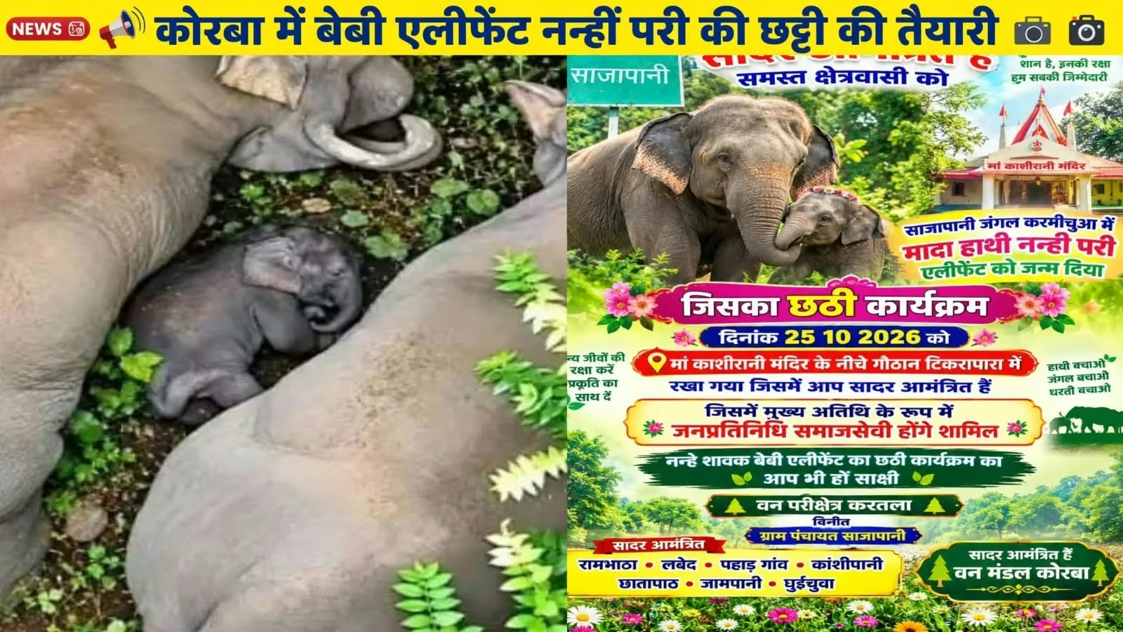 Korba: जिले के इस गांव में ‘बेबी एलीफेंट’ की छठी की तैयारी, ग्रामीणों ने हाथी के बच्चे को माना परिवार का सदस्य, डिजिटल कार्ड बांटकर दिया नेवता