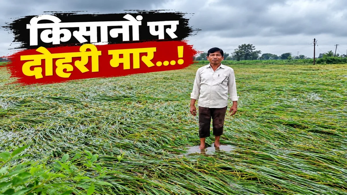 ‘अर्नब’ की दोहरी मार, खेतों में बिछी धान की पकी फसल, किसान परेशान, मुआवजे की मांग