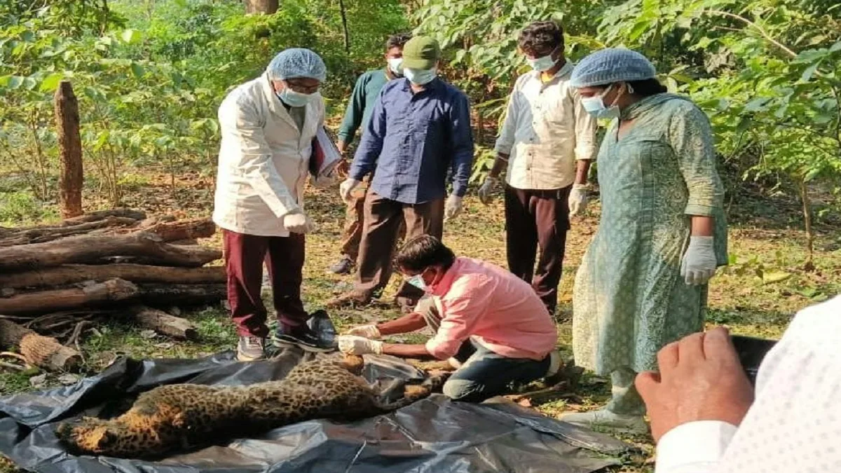 CG News: धमतरी के जंगल में मादा तेंदुए की संदिग्ध मौत, पोस्टमार्टम रिपोर्ट पर टिकी मौत की गुत्थी