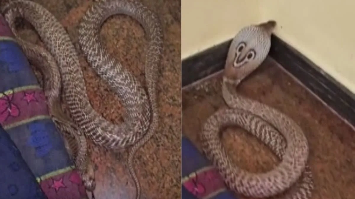Bengaluru Snake News: तकिए के नीचे मिला कोबरा, रातभर सोते रहे भाई-बहन